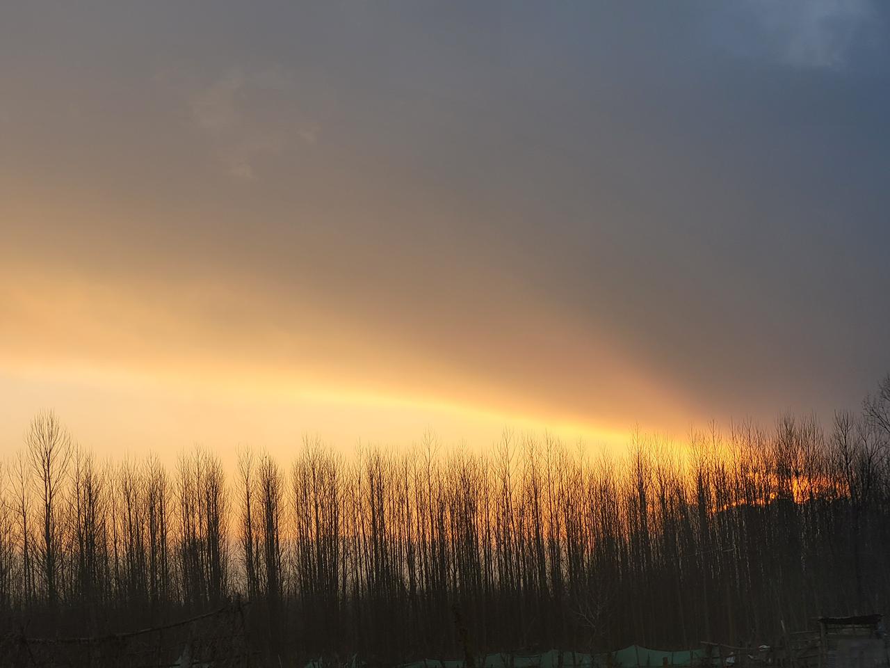 Sunset over tall trees